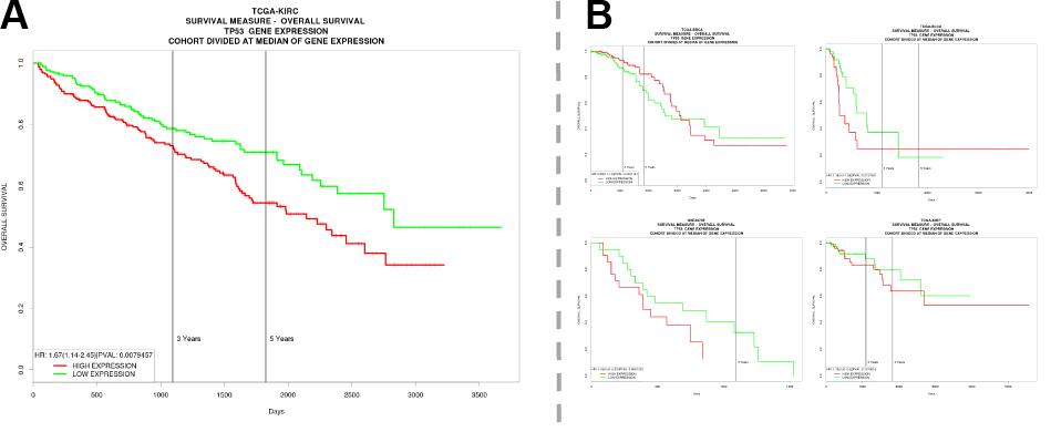 Kaplan-Meier curves, where patients have been stratified based on their expression of the gene TP53. It’s hard to visualize multiple cancer-types this way. Data and images from PROGgeneV2 (1).