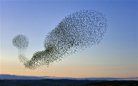 Starlings swarming before migrating south: even though we know how the individual components in a system works, it can be impossible to predict how they will behave in groups; emergent behaviors might arise, that are never seen when looking at just one bird - or gene - alone.