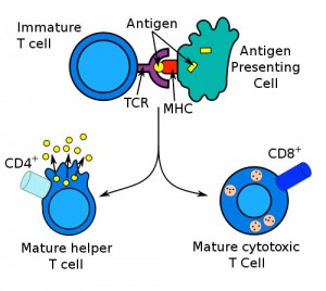 Interaktion mellem en dendrit celle og en T celle lymfocyt