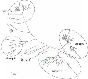 Fylogentisk træ der sammenligner denne E. coli stamme med andre, lavet af The Alignment Gap.