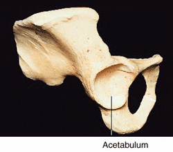 acetabulum-bone.gif