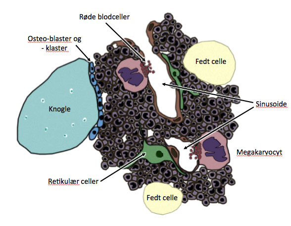 Skematisk oversigtsbillede af knoglemarven. Lavet af mig selv, men stærkt inspireret af en lignende tegning fra Ross, Pawline: Histology: A Text and Atlas, 2011. I næste indlæg går vi tæt på de enkelte celletyper.