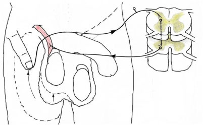 Cremaster refleksen. Et blidt strøg på indersiden af et mande-lår, gør at der bliver sendt signaler til cremaster musklen (rød). Den sørger for at trækker testis op mod kroppen. Billede af John Chemnitz.
