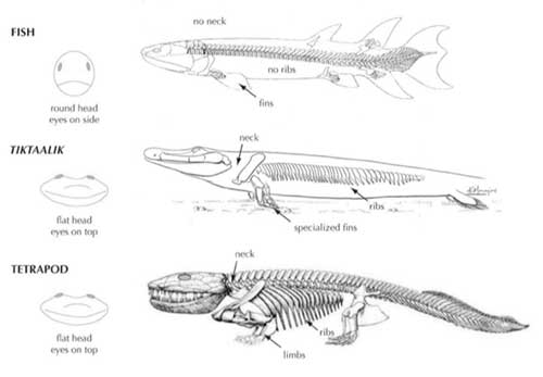 Fra fisk til landdyr - Tiktaalik er en hybrid mellem begge, med specielle finner, en hals, ribben og evnen til at kunne trække vejret over vand. Fra Tiktaalik's hjemmeside.